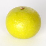 げんこう げんこうの写真